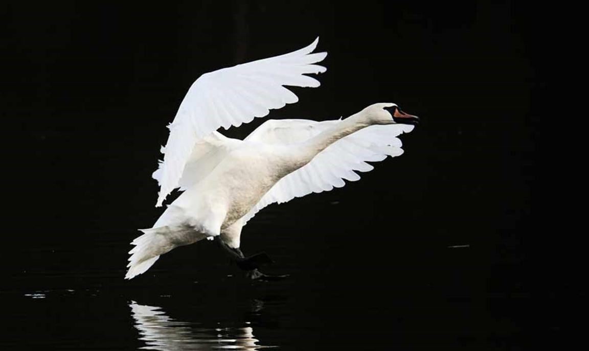 Image of a swan © Hansjörg Rath/Unsplash